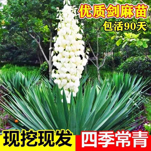 地被植物凤尾丝兰盆栽花卉耐寒庭院植物别墅绿化苗四季常青耐寒花