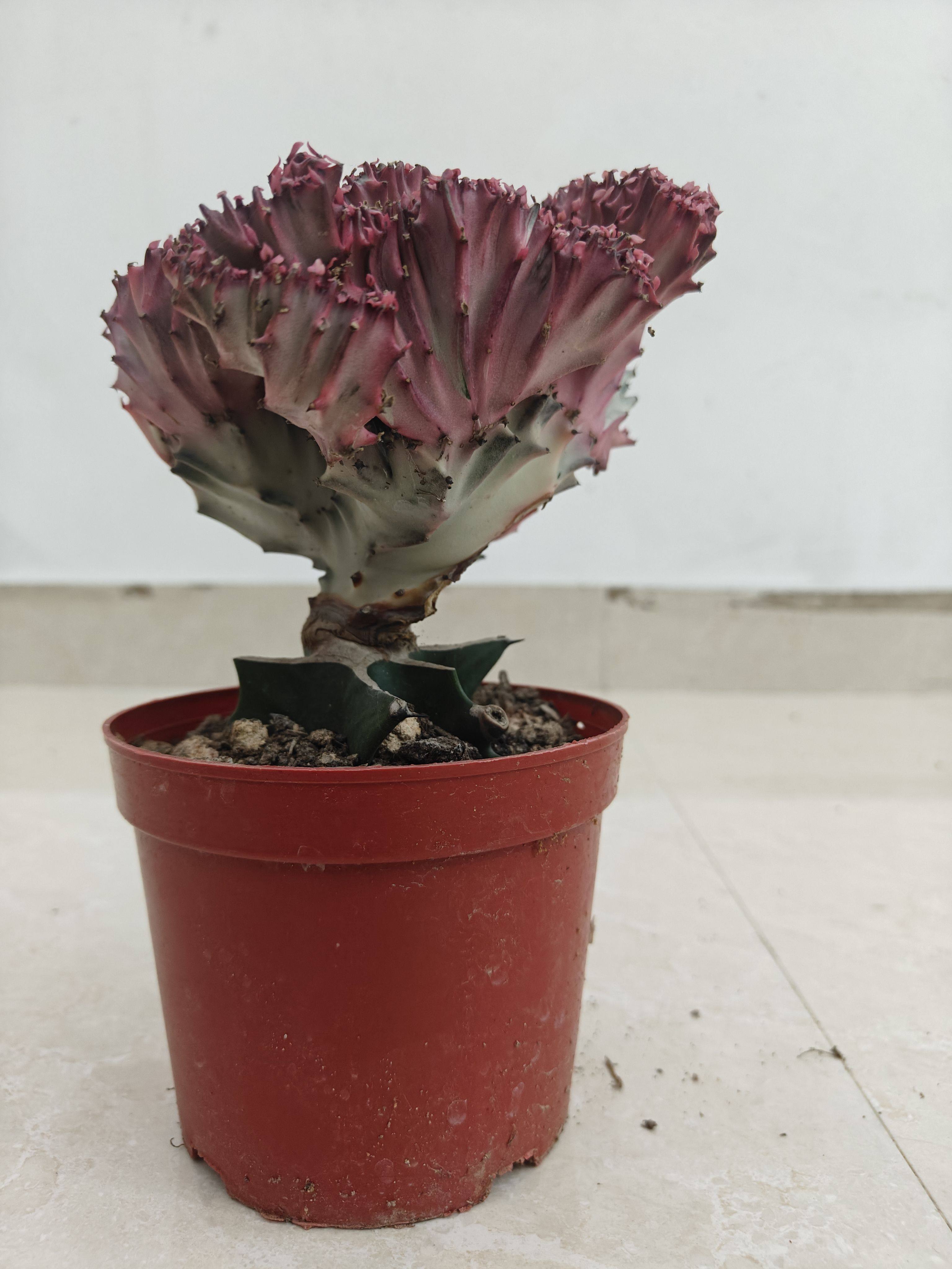 黄金彩麒麟龙骨嫁接大戟科多肉盆栽植物客厅净化空气吸甲醛麒麟掌