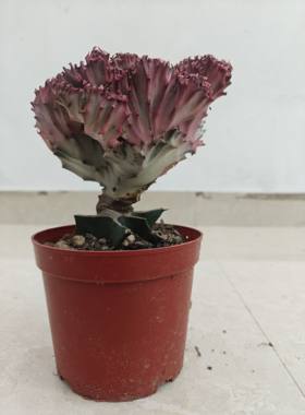 黄金彩麒麟龙骨嫁接大戟科多肉盆栽植物客厅净化空气吸甲醛麒麟掌