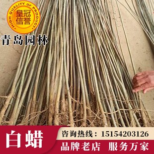 速生白蜡树苗丛生白蜡原生白蜡红叶白蜡金枝金叶白蜡大小绿化苗木