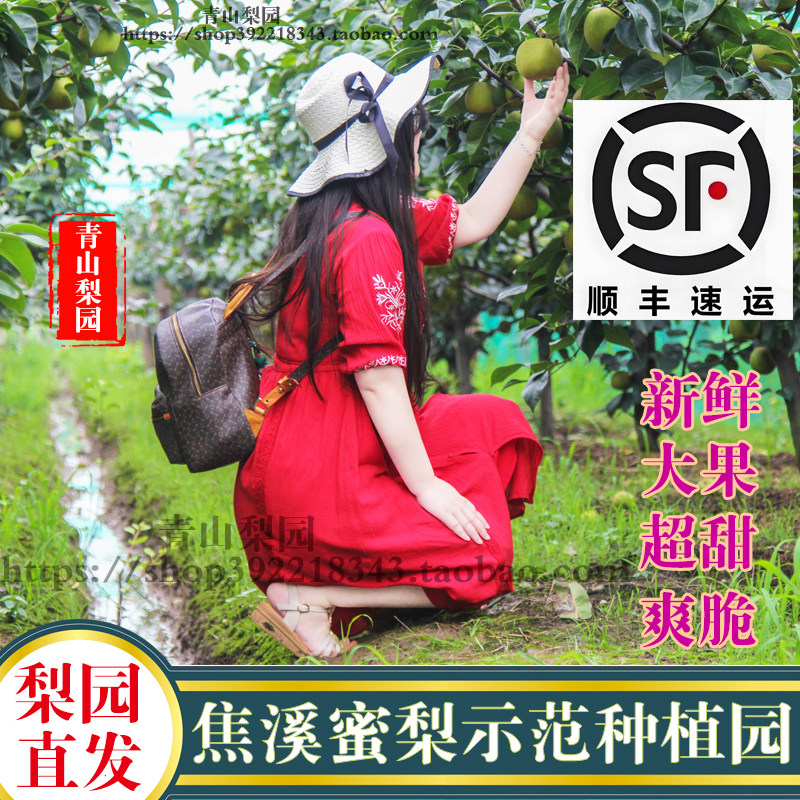 【售完勿拍】【青山梨园】正宗常州焦溪蜜梨翠冠梨青皮梨82梨特产