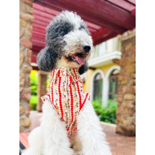吉多熊家宠物衣服大狗小狗薄款红色无袖条纹衬衣花衬衫中小大型犬
