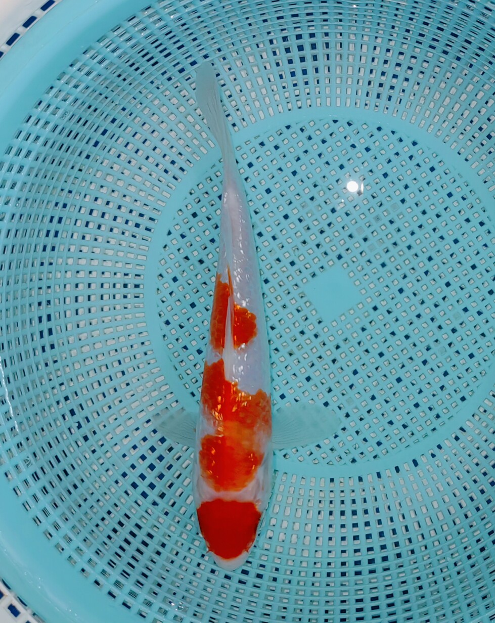 强烈推介桃太郎血统银鳞丸顶三段红白,绝美