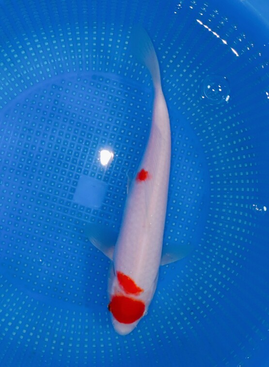 留养级桃太郎血统丸顶樱花红白