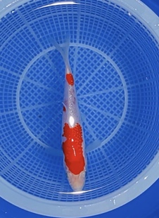 A419号 分段清晰干净利落 今日推介日系闪鳞鹿子樱花三段红白