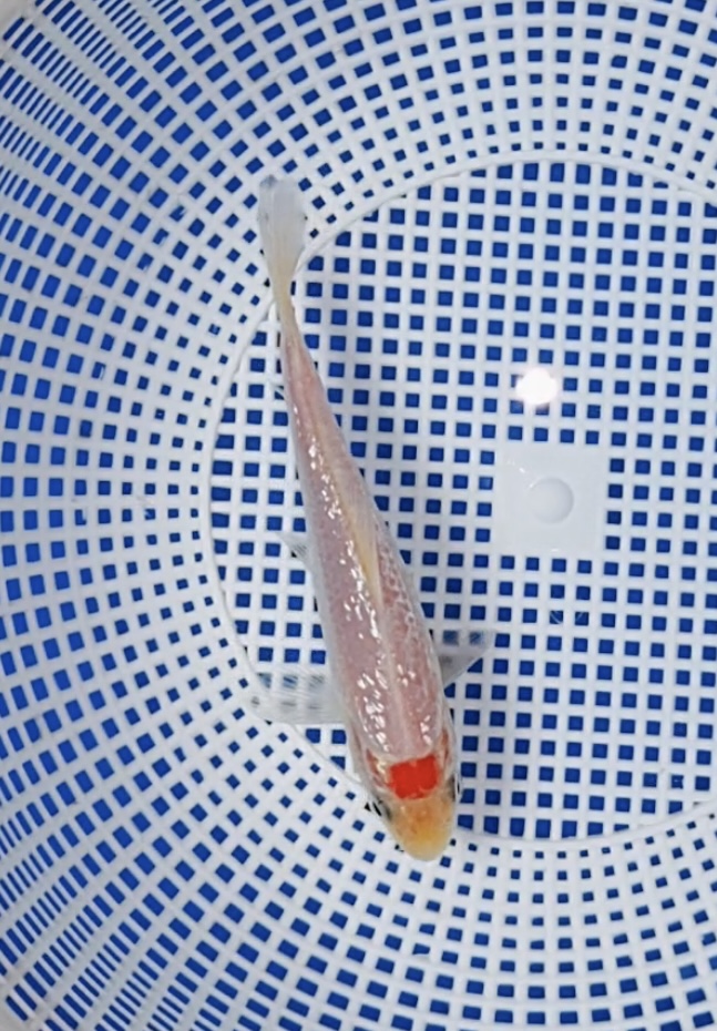 A450号，推介闪鳞丹顶，通体干净瓷白钻石鳞+自然圆顶