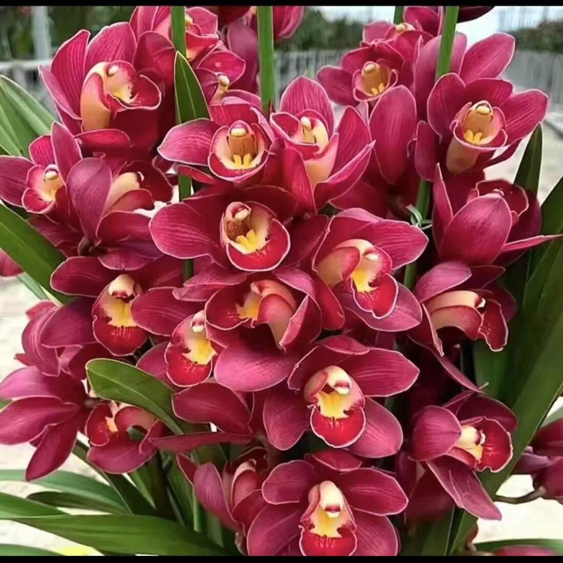 【金边大红袍苗】大花蕙兰年霄花 室内盆栽(原土原盆)基地直发