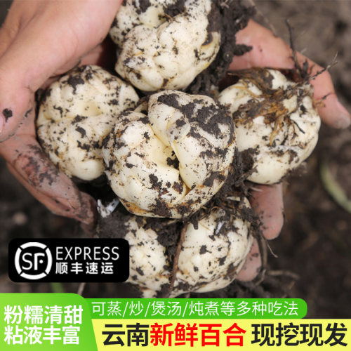 云南腾冲新鲜莲花百合软糯清香