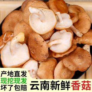 云南新鲜马桑菌当季时令蔬菜小香菇香信野生香菇现挖蘑菇食蘑包邮