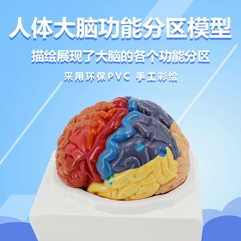 脑模型 脑功能区域色分模型 人体大脑解剖模型人脑构造脑结构模型