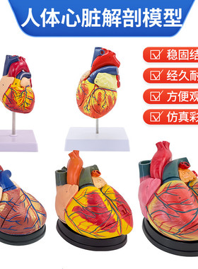 1:1人体心脏模型 B超彩超声 循环系统心内科心脏解剖教学模型医学