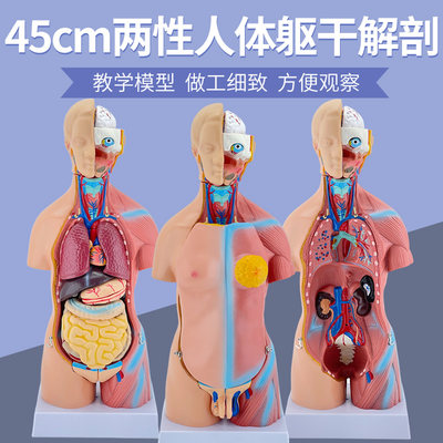 45厘米人体器官系统解剖蓝蝶教学