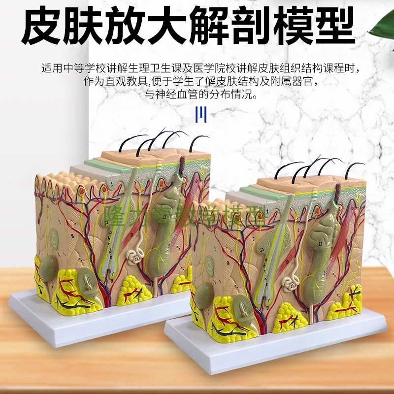 蓝蝶模型皮肤美容组织层次缝合