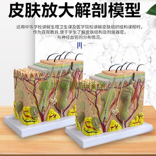皮肤结构解剖模型 美容教学皮肤组织层次立体构造微整形缝合模具