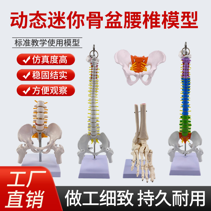 人体动态骨盆脊柱模型 可活动女性迷你骨盆脊椎 盆底修复道具,玩具/童车/益智/积木/模型,其他模型玩具,淘宝优惠券,粉丝福利购,淘宝优惠卷