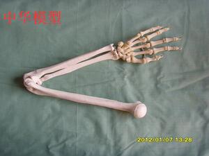 成人自然大下肢骨模型X 股骨 胫骨腓骨 脚掌骨骼 骨架教学模型
