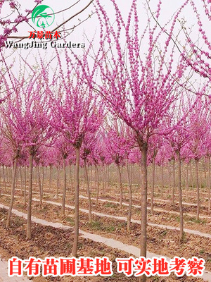 四季室外开花南北方种植紫荆树苗