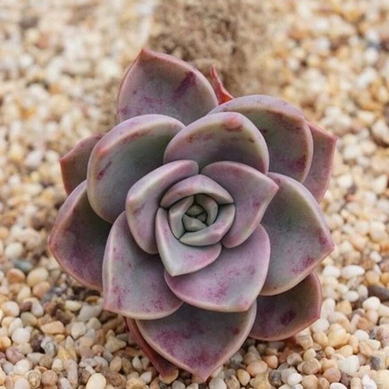 新品推荐 多肉植物厚叶旭鹤阳台办公室绿植盆栽防辐射满包邮