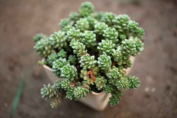 掌柜推荐 多肉植物小玉又名特里尔宝石盆栽绿植花卉组合防辐射