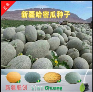 正宗新疆哈密瓜种子大全四季水果种子网纹瓜伽师瓜种籽红心高甜度