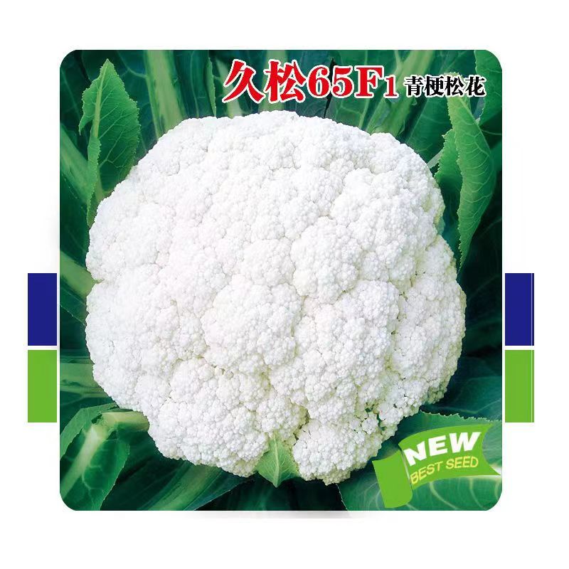久松65天台湾青梗松花菜种子中早熟散花耐热高产抗病有机蔬菜种孑