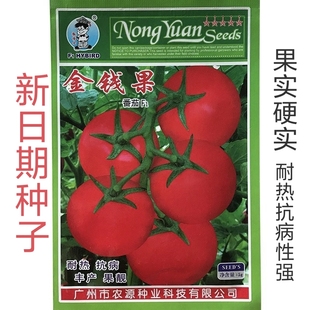 金钱果番茄种子高产番茄种籽耐热抗病强西红柿种子硬果优质品种