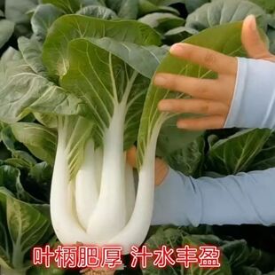 高雄8号高脚爽口甜脆白菜小白菜种子奶油白菜籽耐热青梗菜春夏秋