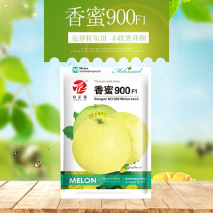 爽脆白绿肉圆香瓜种子 高甜香甜可口 500粒 香蜜900甜瓜种子