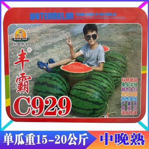 丰霸C929西瓜种子圆瓜皮薄超甜中晚熟高产抗病东北大地雷耐重茬瓜