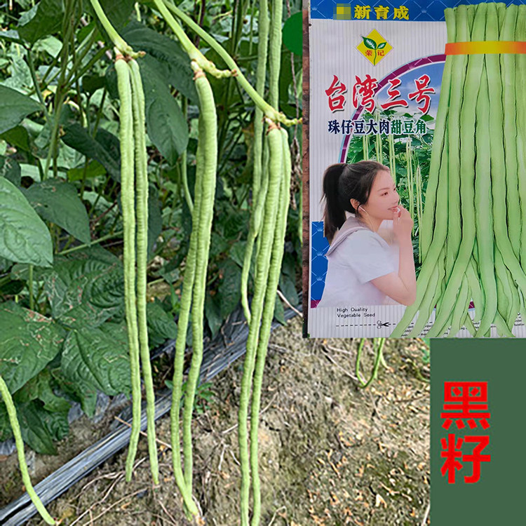 大肉甜豆角种子猪仔豆农家八月豆种籽大肉珠仔豆种豇豆种子蔬菜籽 - 实物图