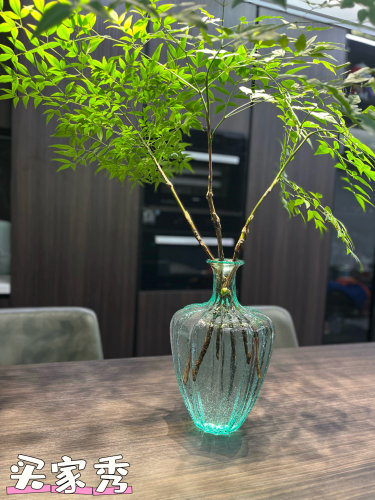 小众马醉木自然绿色花瓶吊钟现货