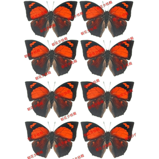 红色蝴蝶打印热缩片饰品diy配件材料0.2mm可定制图案