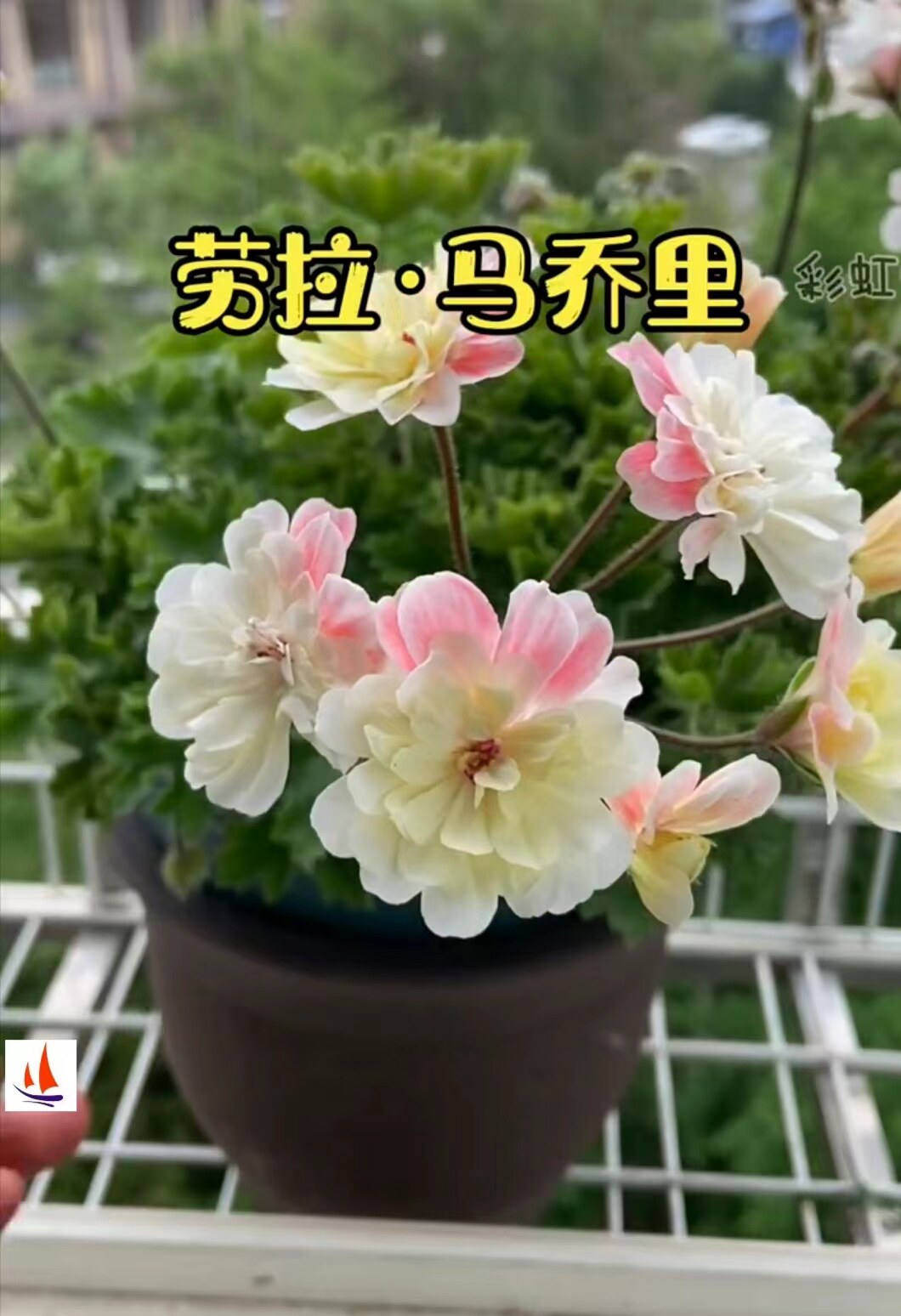 各种兽系天竺葵盆栽花卉马桥里拼天竺葵