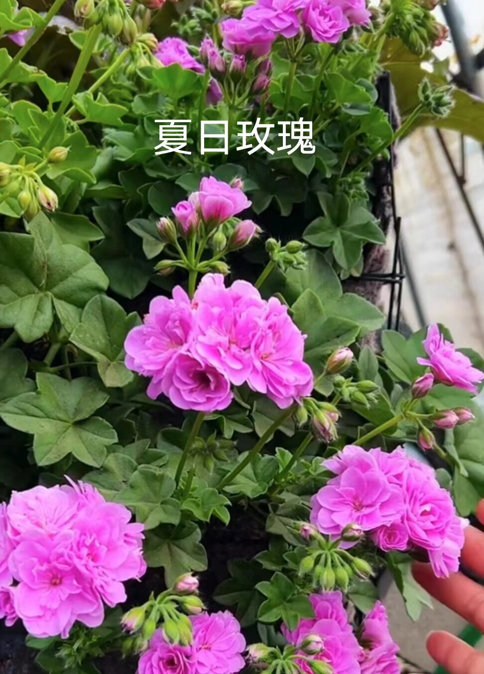 夏日玫瑰美观四季阳台