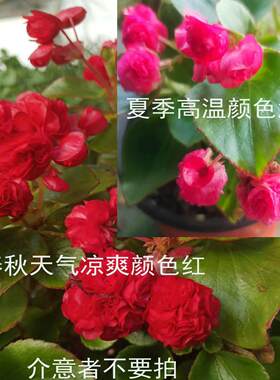 重瓣玻璃翠海棠盆栽花卉