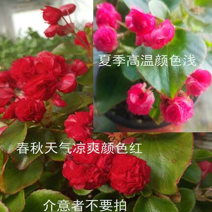 室内外盆栽花卉玻璃球【重瓣玻璃翠合集】