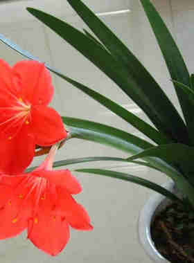 紫根兰植物花卉石蒜科红花垂筒花开花球乔治百合 满50元包邮