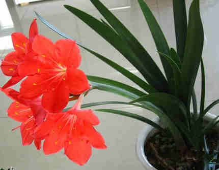 紫根兰植物花卉石蒜科红花垂筒花开花球乔治百合 满50元包邮