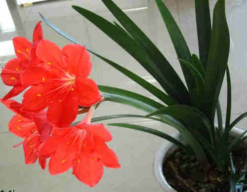 紫根兰植物花卉石蒜科红花垂筒花开花球乔治百合 满50元包邮
