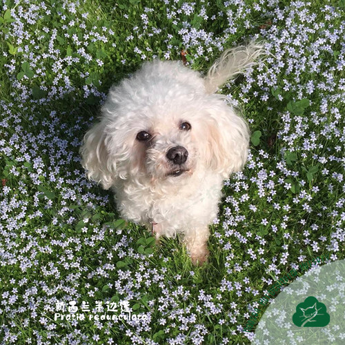 耐热地被猫森半边莲春夏秋多年生