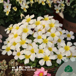 猫森酢浆草OB系列3组合集晚花新手阳台庭院好养易爆盆秋植种球根
