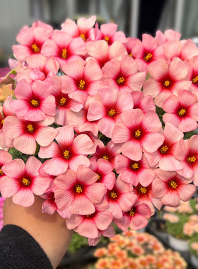 猫森 酢浆草OB系列3组合晚花新手阳台庭院好养易爆盆栽秋植种球根