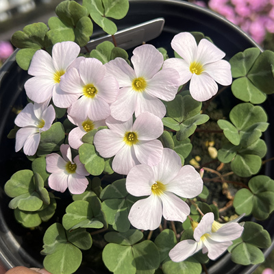 原生酢浆草种球盆栽合集好养爆盆秋植球根猫森