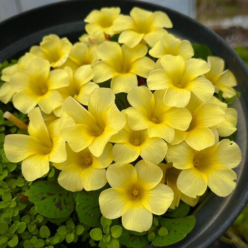 芙蓉系列酢浆草球根早花好养
