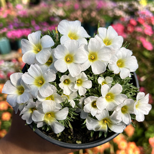 果香酢/香花酢 massonorum秋植酢浆草种球根盆栽现货阳台早花猫森