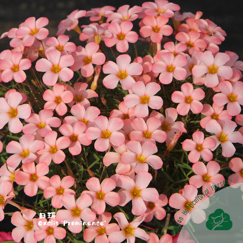 早花系列酢浆草合集三组多品种种球根新手阳台好养爆盆栽秋植纤细