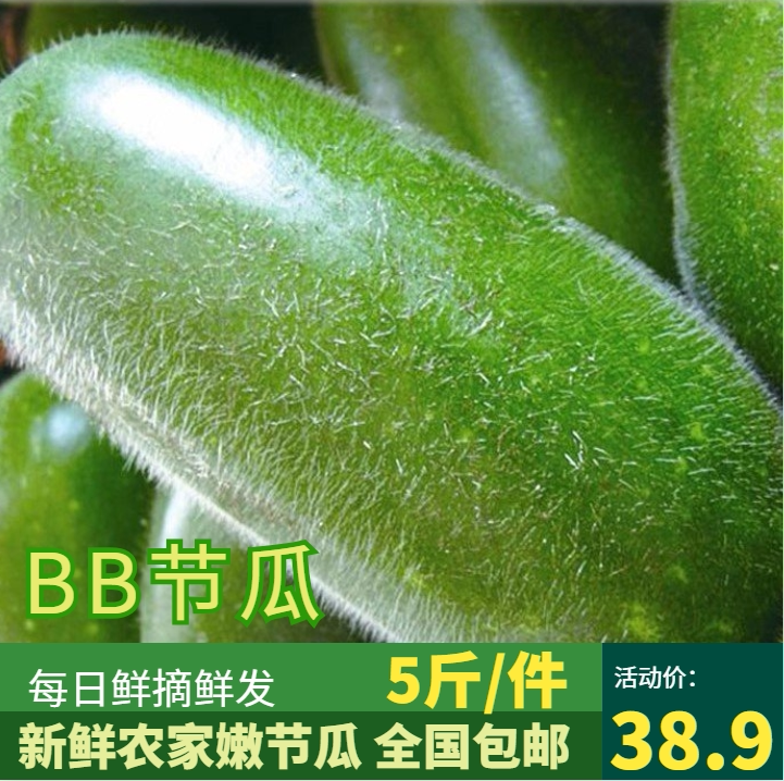 广东特产新鲜毛节瓜 嫩节瓜 5斤包邮装 酒店特色食材