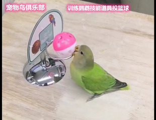 训练鹦鹉道具投篮球，适合 牡丹 虎皮玄风 和尚太阳金头凯克等