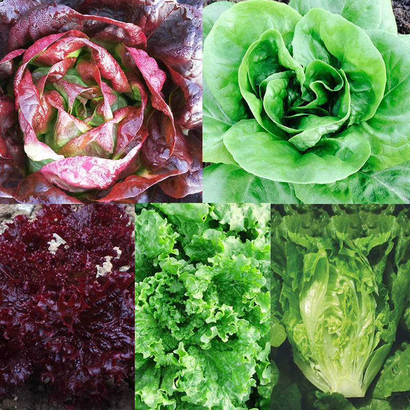 阳台蔬菜种子绿色紫色奶油散叶生菜半结球生菜农家四季菜种籽孑,鲜花速递/花卉仿真/绿植园艺,家庭园艺种子,淘宝优惠券,粉丝福利购,淘宝优惠卷