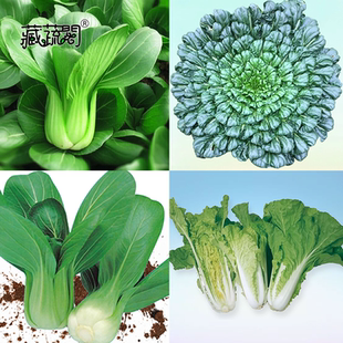 上海惠和种业四季蔬菜种子青菜茼蒿速生叶青梗塌菜京水快菜种籽孑